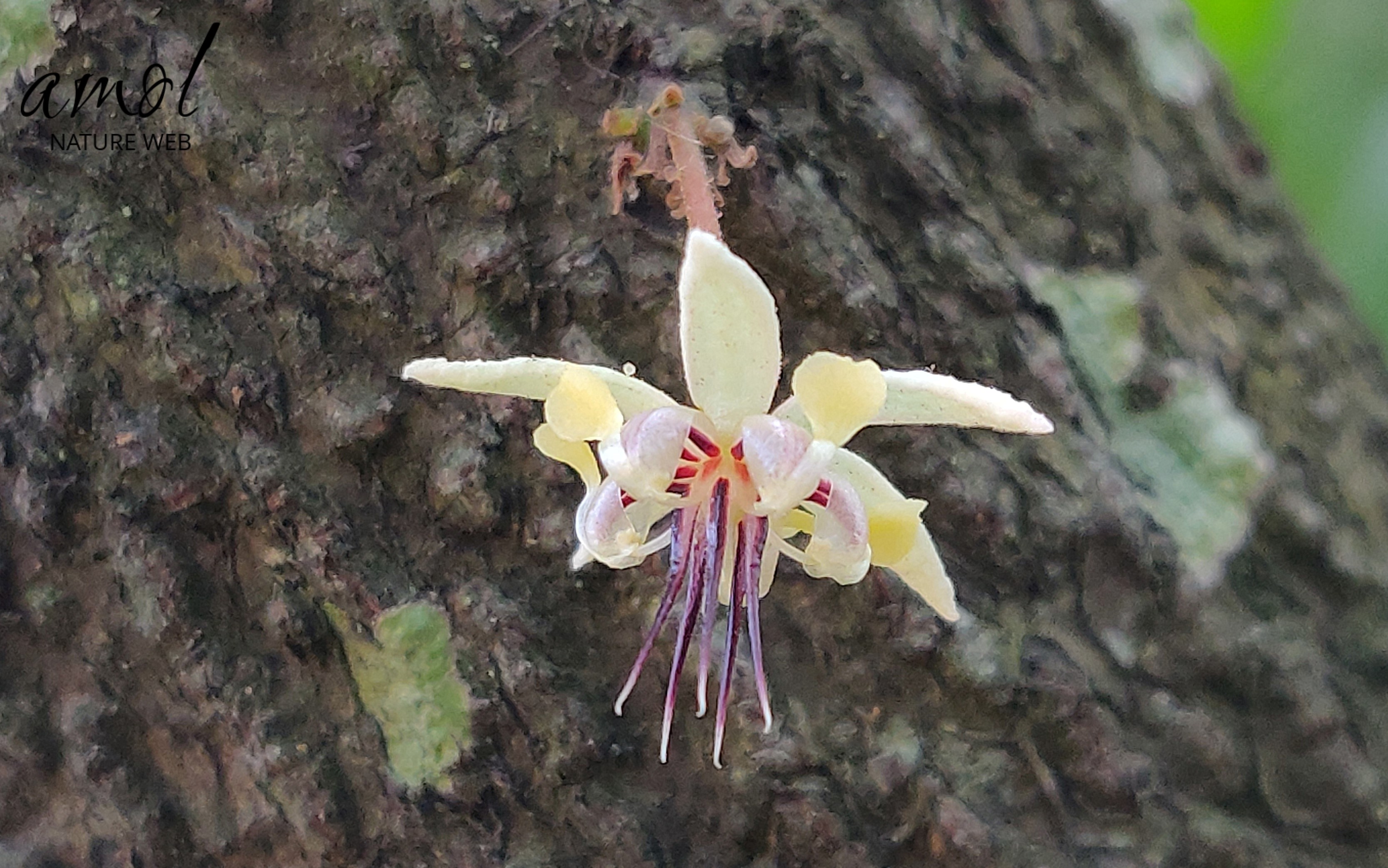 Cocoa Tree